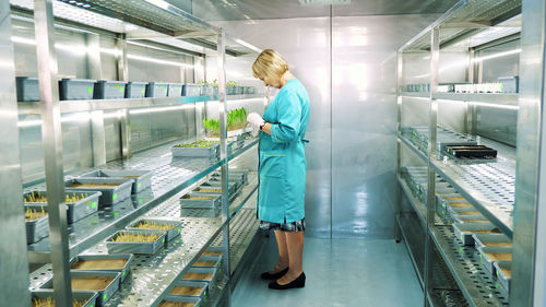 Lab worker reviews growing young green sprouts in soil, in small boxes, on shelves of special