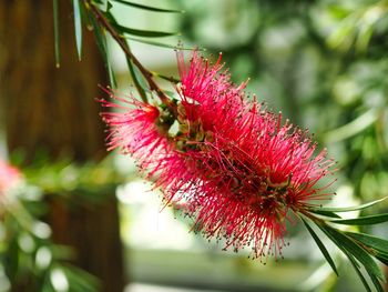 Close-up of red flowering plant