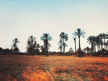 Palm trees on field against clear sky