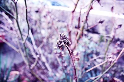 Close up of insect on plant