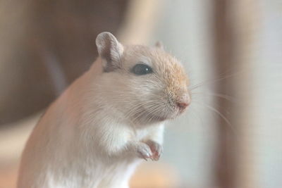 Close-up of white mouse