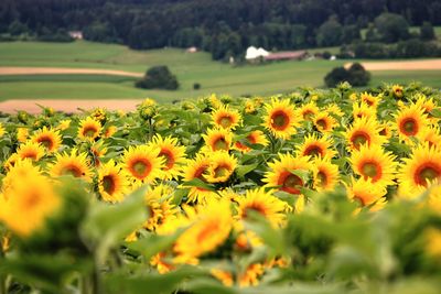 Yellow flowers blooming on field