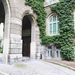 Ivy growing on building