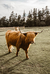 Highland cattle standing on field