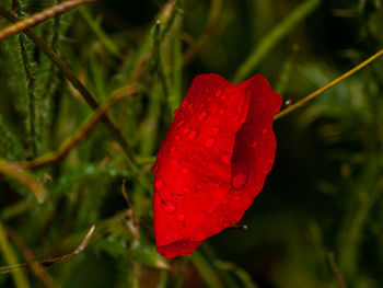 Close-up of wet red rose flower