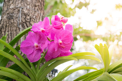 Close-up of pink flowers blooming outdoors