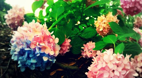 Close-up of pink flowers blooming outdoors