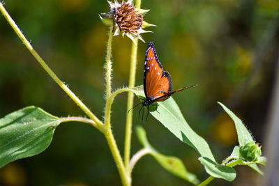 Close-up of butterfly pollinating flower