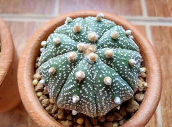 Directly above shot of bread in container