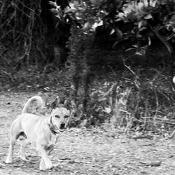 Dog in park