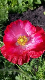 Close-up of red flower