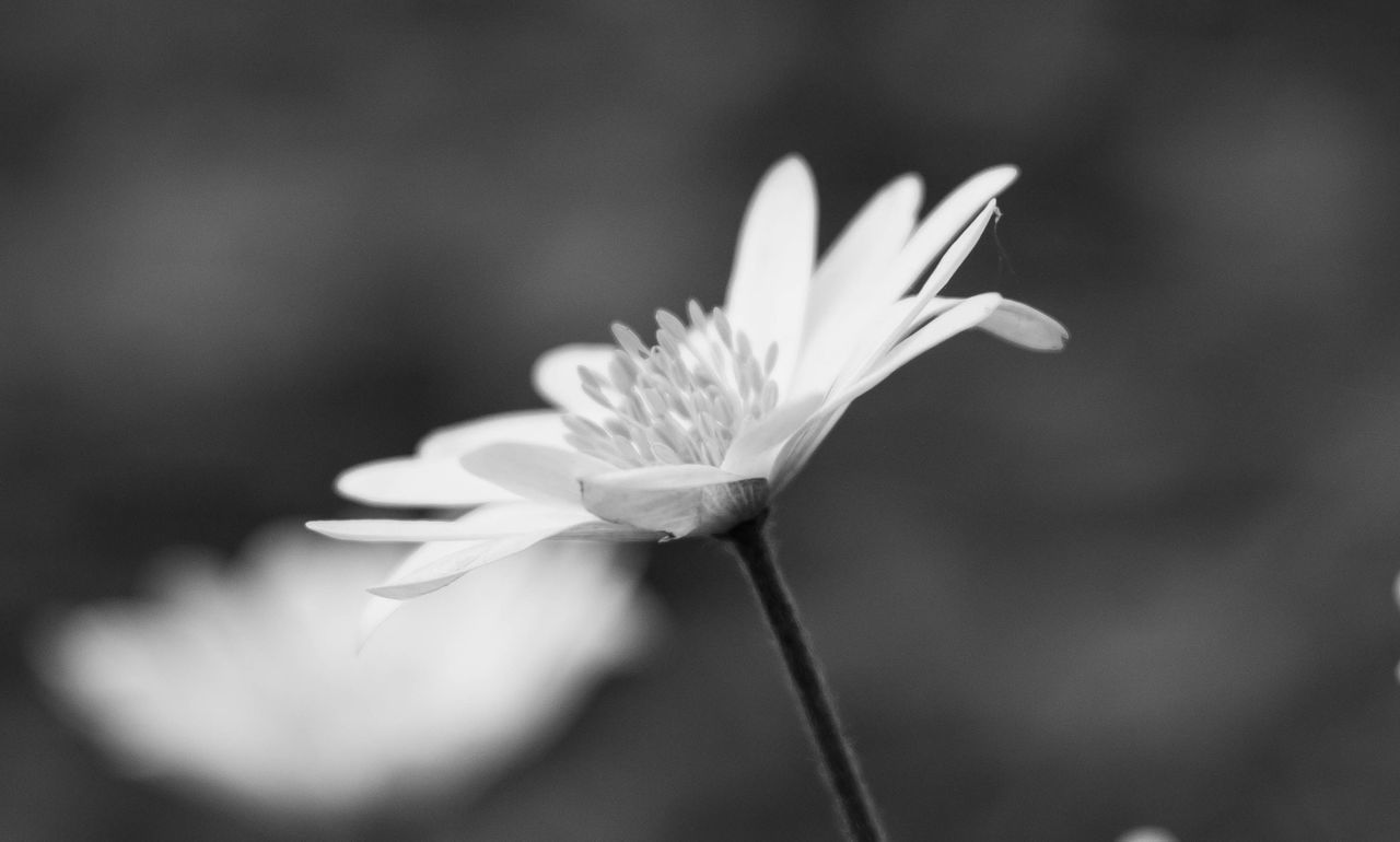 CLOSE-UP OF WHITE FLOWERING PLANTS