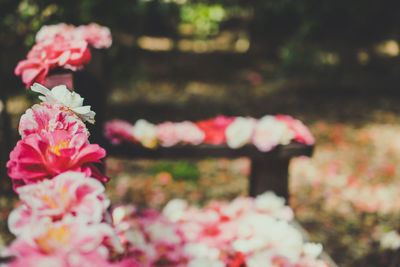 Close-up of pink flowers