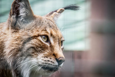 Close-up of cat looking away