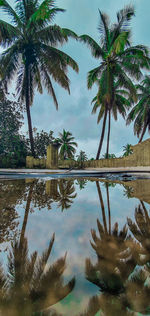 Palm trees by swimming pool against sky