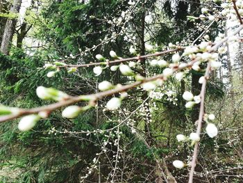 Plants growing on tree