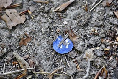 High angle view of dead plant on field