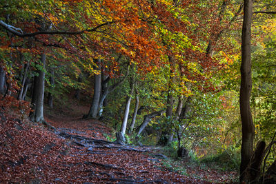 View of trees in forest during autumn