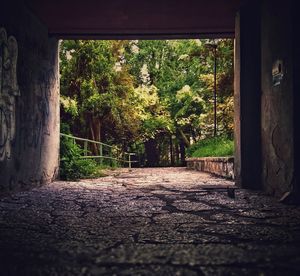 Narrow walkway along trees