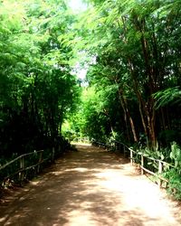 Walkway amidst trees in forest