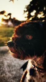 animal themes