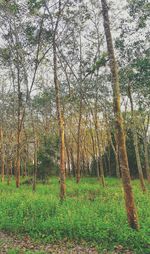 Trees growing in forest