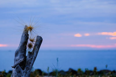 Close-up of plant on land against sea