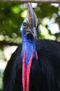 Close-up of a bird