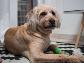 Close-up of dog relaxing at home