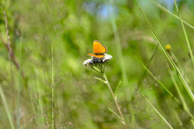 Close-up of butterfly pollinating on flower