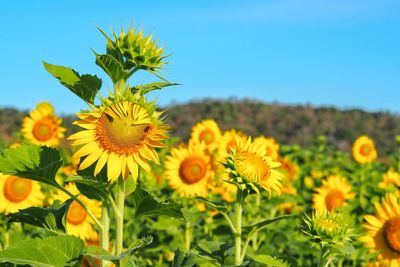 Close-up of sunflowers blooming on field against clear sky
