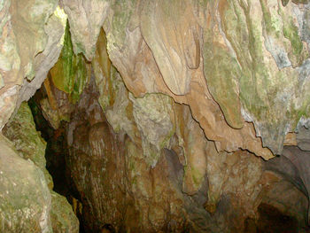 Full frame shot of tree trunk