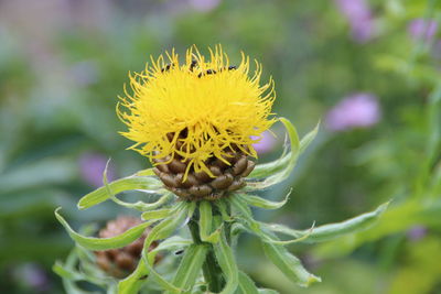 Close up of yellow flower