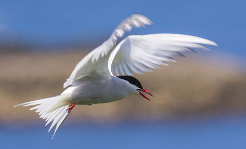 Seagull flying over water