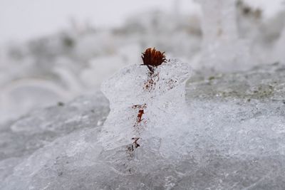 Close-up of snow on leaf during winter