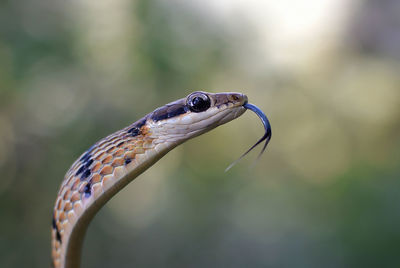 Close-up of snake outdoors