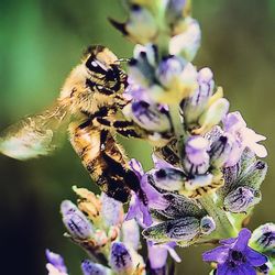 Close-up of honey bee pollinating on purple flower