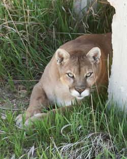 Portrait of a cat on field