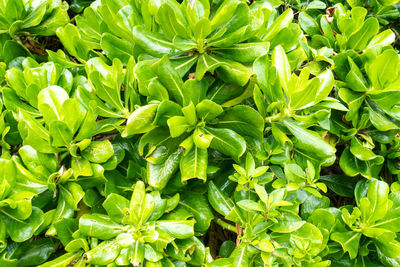 Lush green foliage