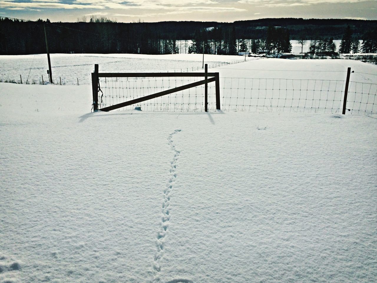 Tracks in the snow