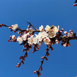 Low angle view of cherry blossom against blue sky