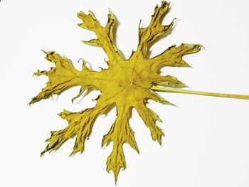 Close-up of maple leaf on white background