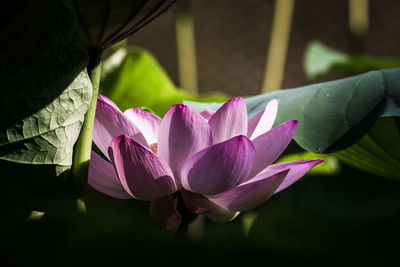 Close-up of pink water lily