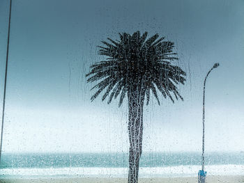 Palm tree by sea against sky