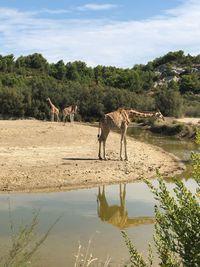 Horse drinking water in lake