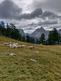 Sheep grazing in a field