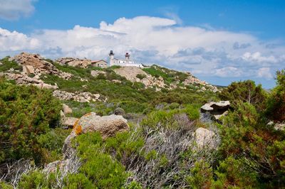 View of sheep on rock