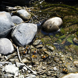 Close-up of pebbles in water