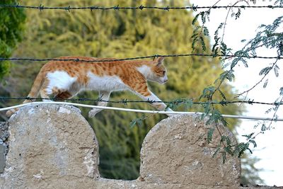 Cat behind fence