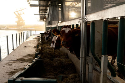 Cows standing on railing